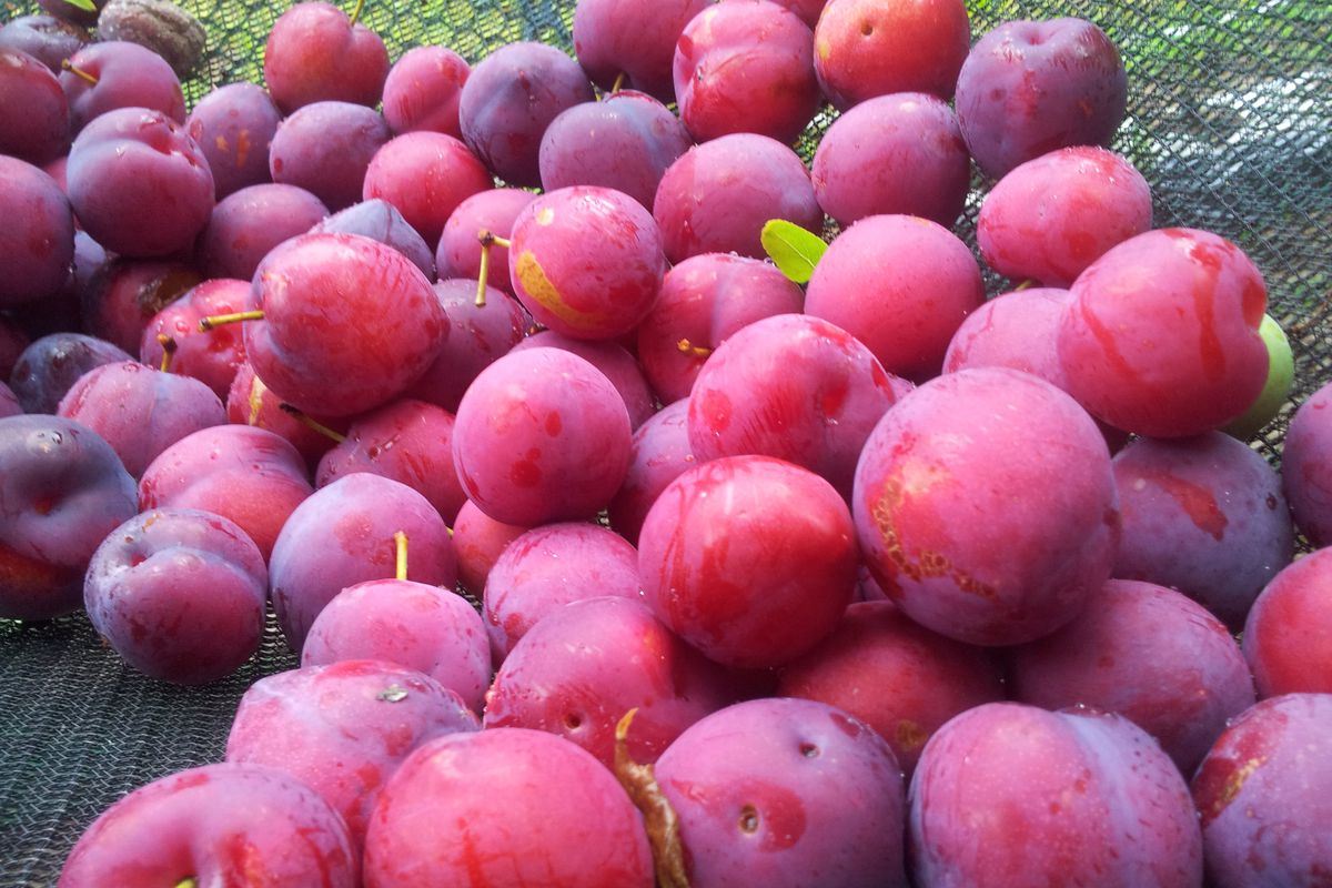 Plums
