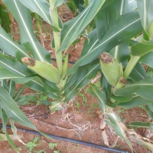 Green mealies (4 cobs)