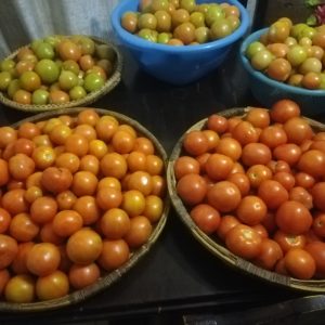 Tomatoes
